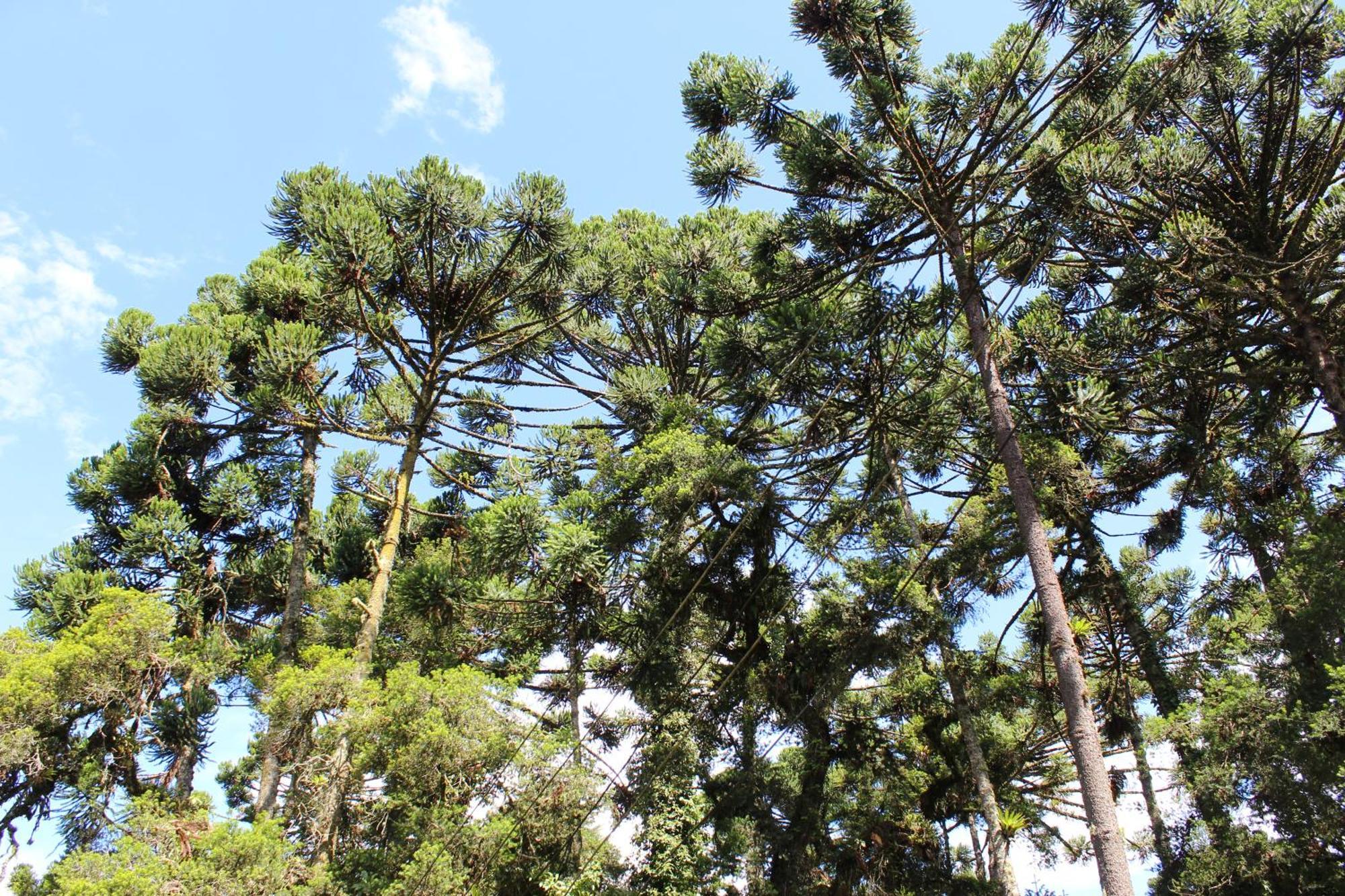 Chale Mon Amour 3 Campos do Jordao Dış mekan fotoğraf